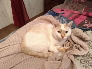 cadeaux personnalisés chat